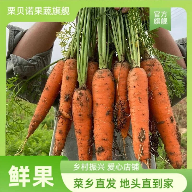 山东寿光新鲜胡萝卜3/5斤 农家现挖带泥水果胡萝卜脆甜