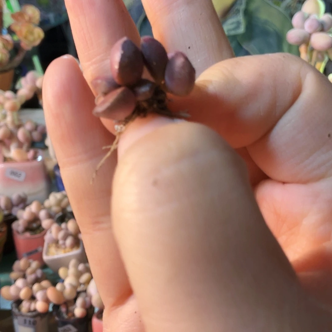美*多肉植物的生长发育与生长发育的