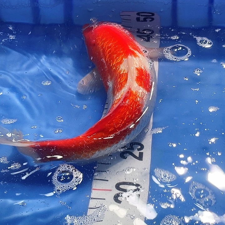 锦鲤锦鲤好养耐活