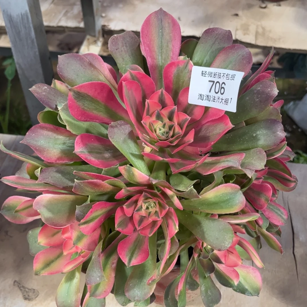 706香妃多肉植物法师