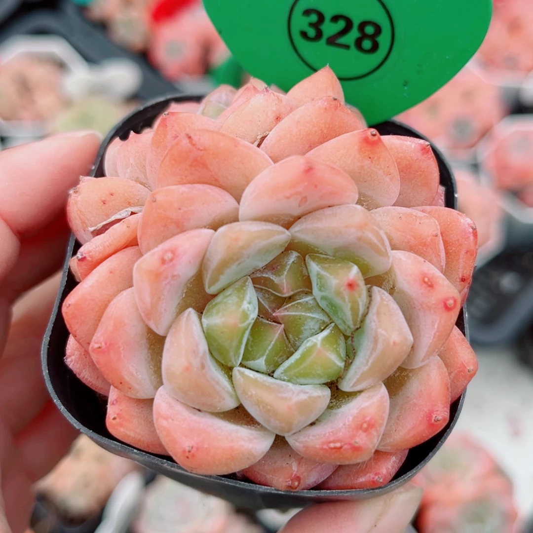 328号小老桩糖心双头