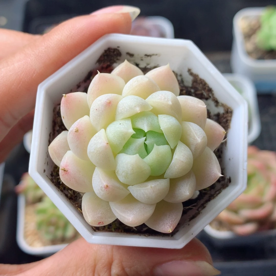 58包邮  群生不包整 33