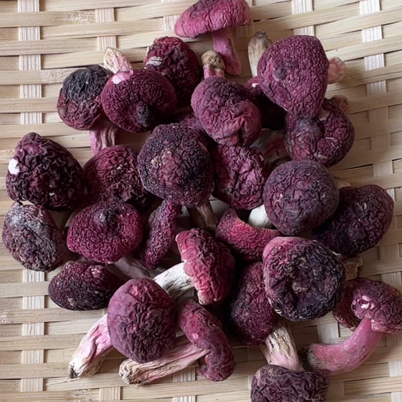 【小标】2025年新菇正红菇 云南红菇干货红面蓝灰底蘑菇月子菇