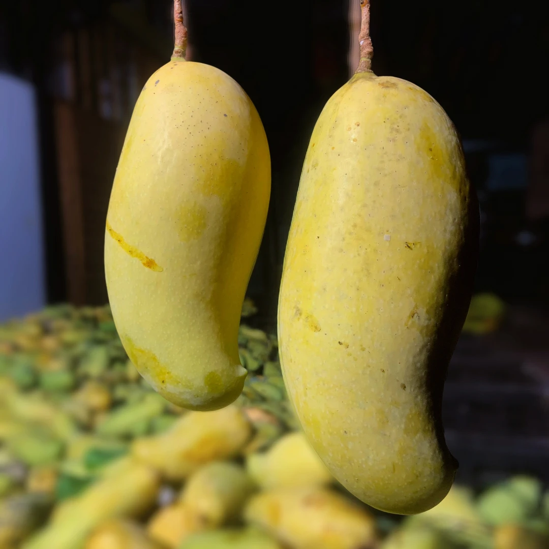 5-9斤芒果-云南老品种-晚熟芒果