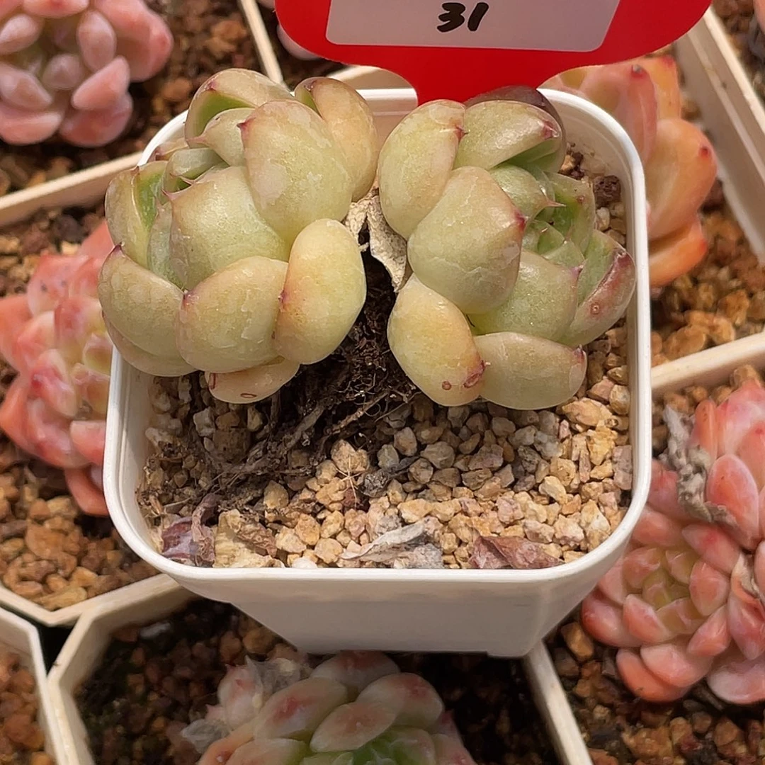 小***️萌肉小筑0804-31珍妮杂