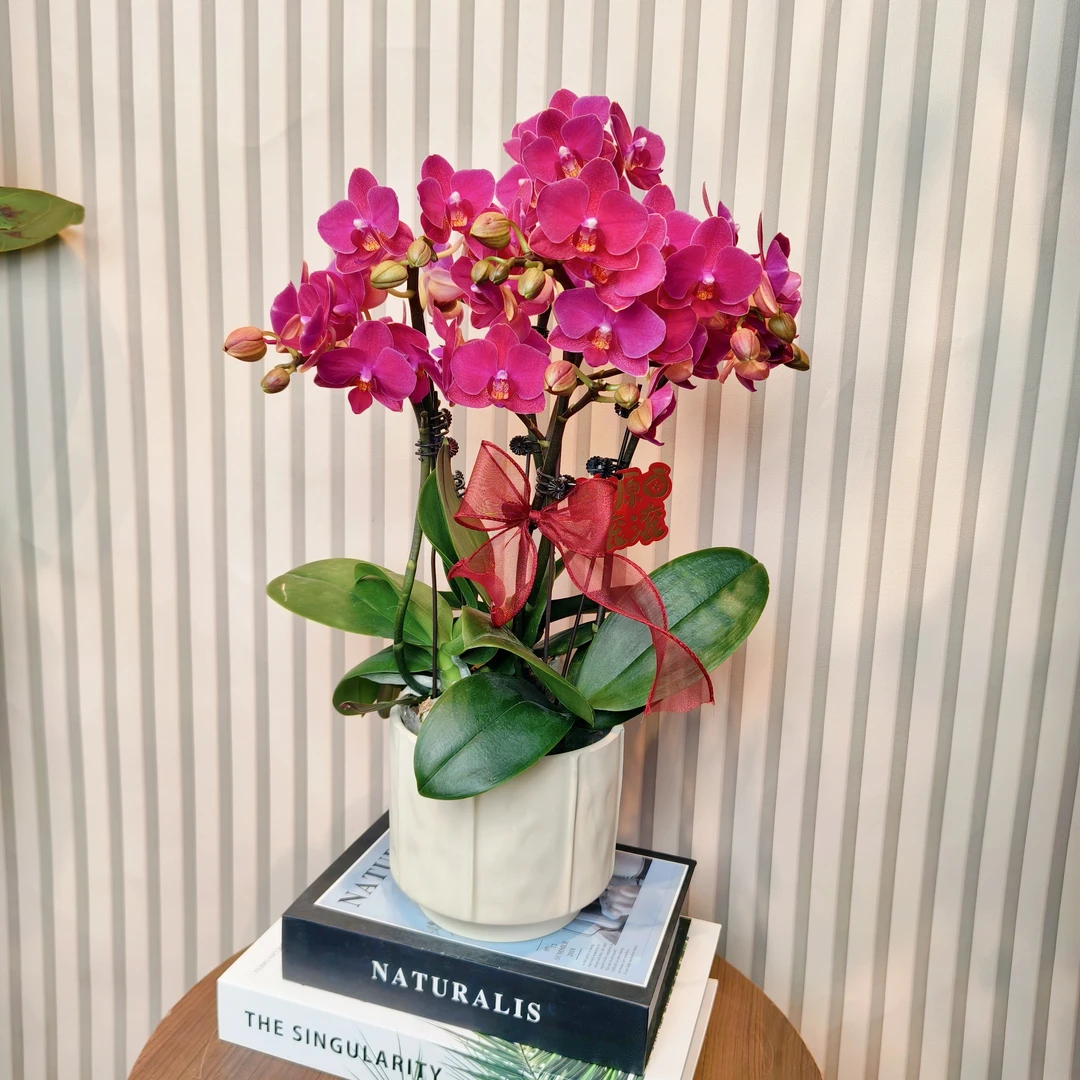 【红豆】蝴蝶兰 深红色 蜡质花 带花带花苞 室内高端绿植花卉