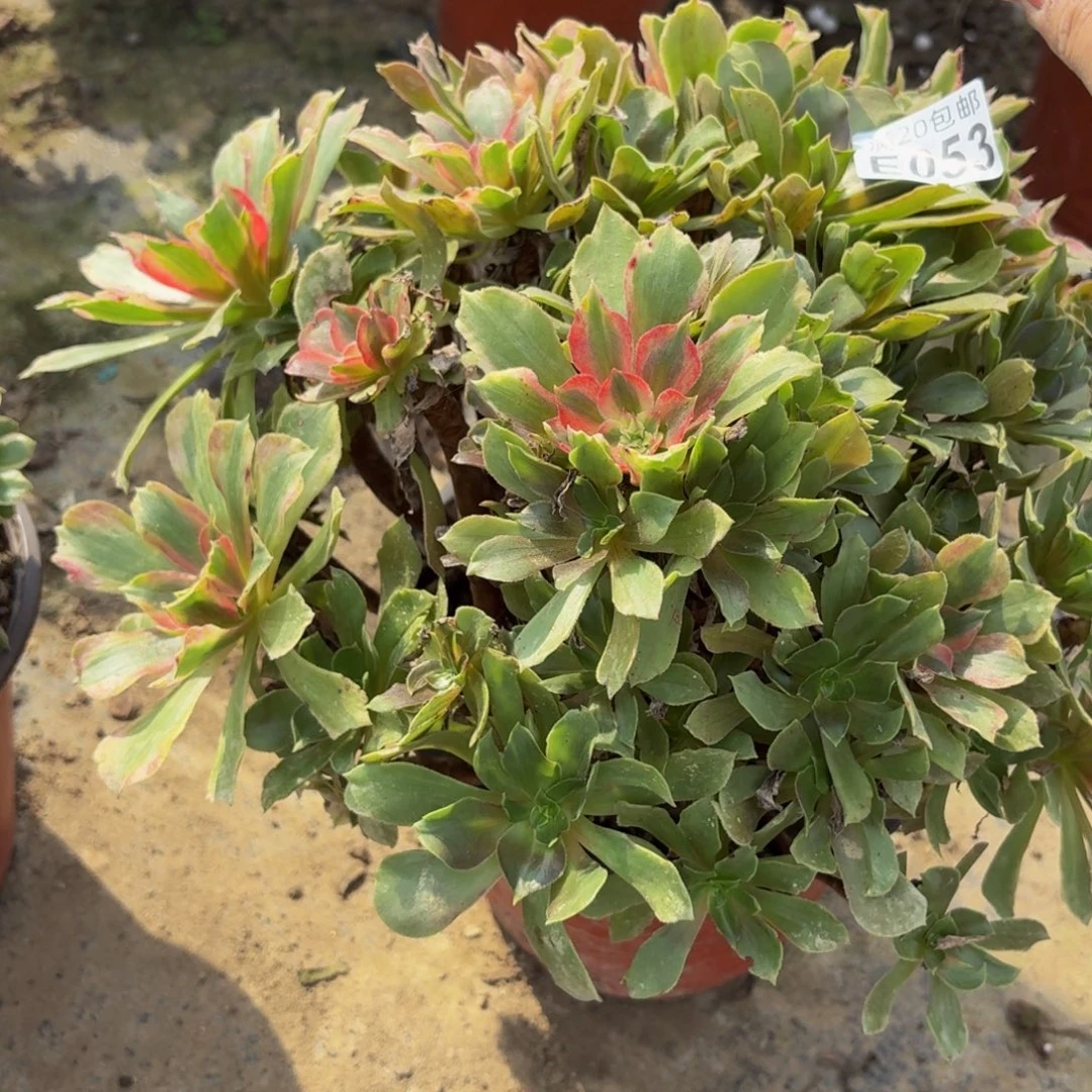 53多肉植物捧花的时候