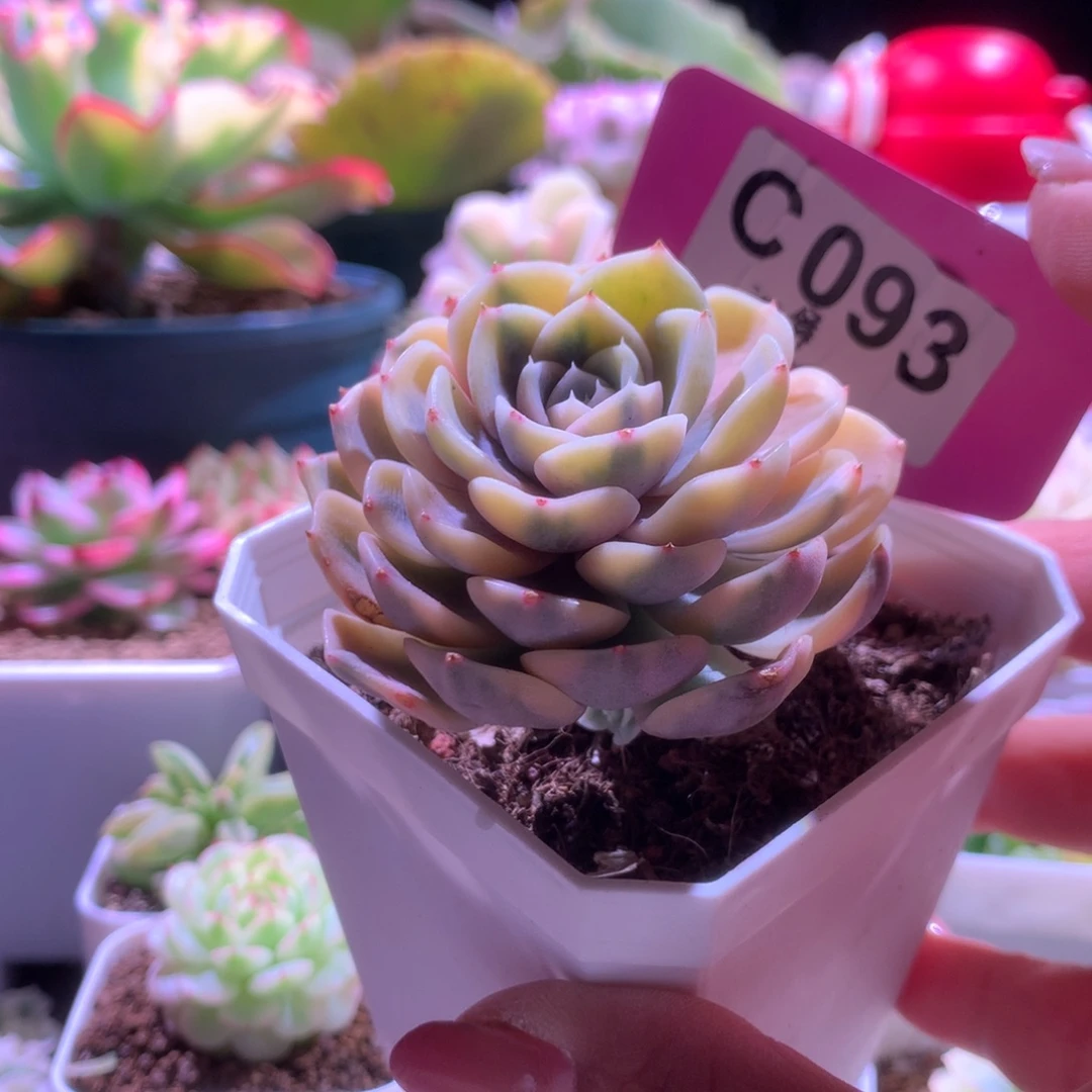 汉堡覆轮锦带许多侧芽有根