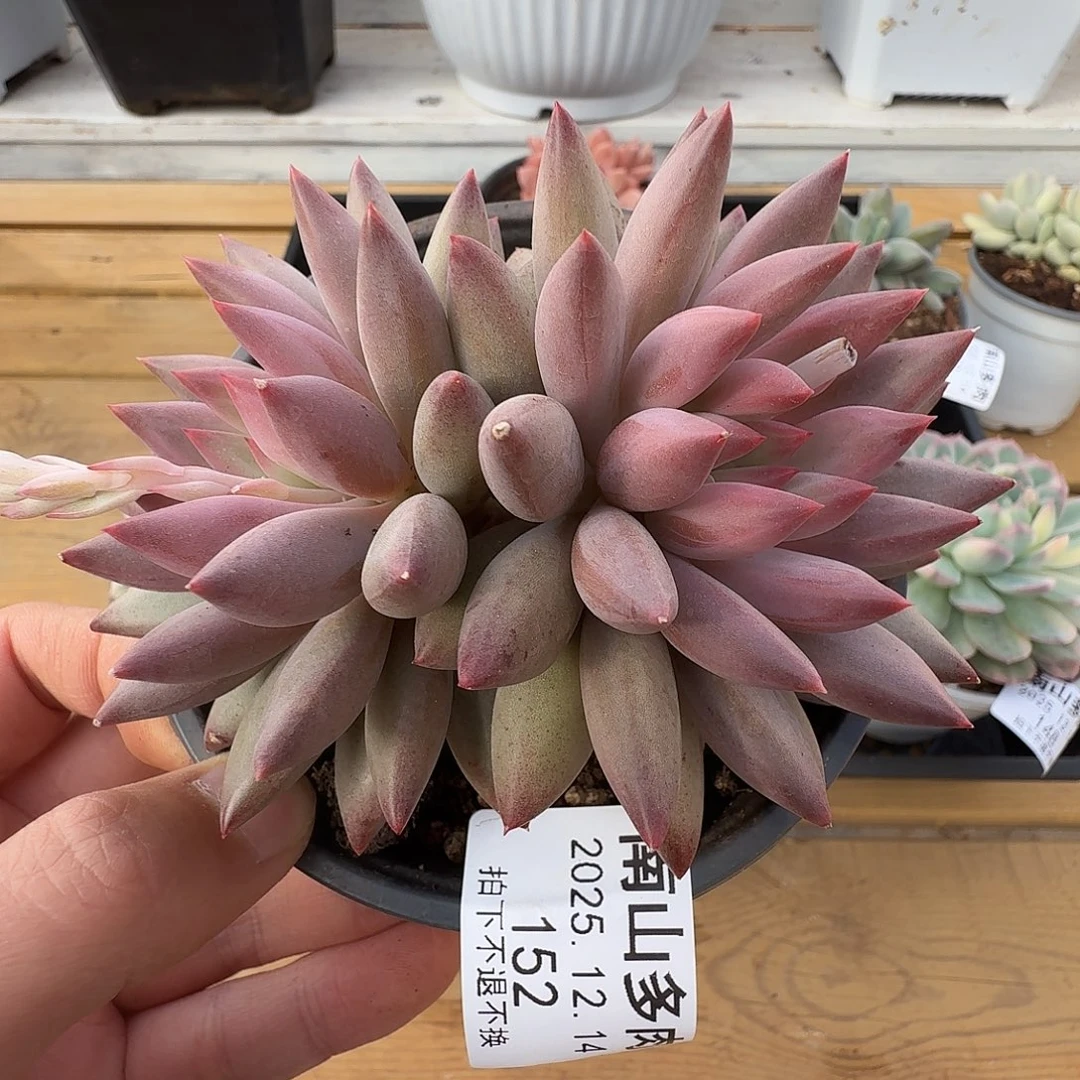 虞美人1111214-152