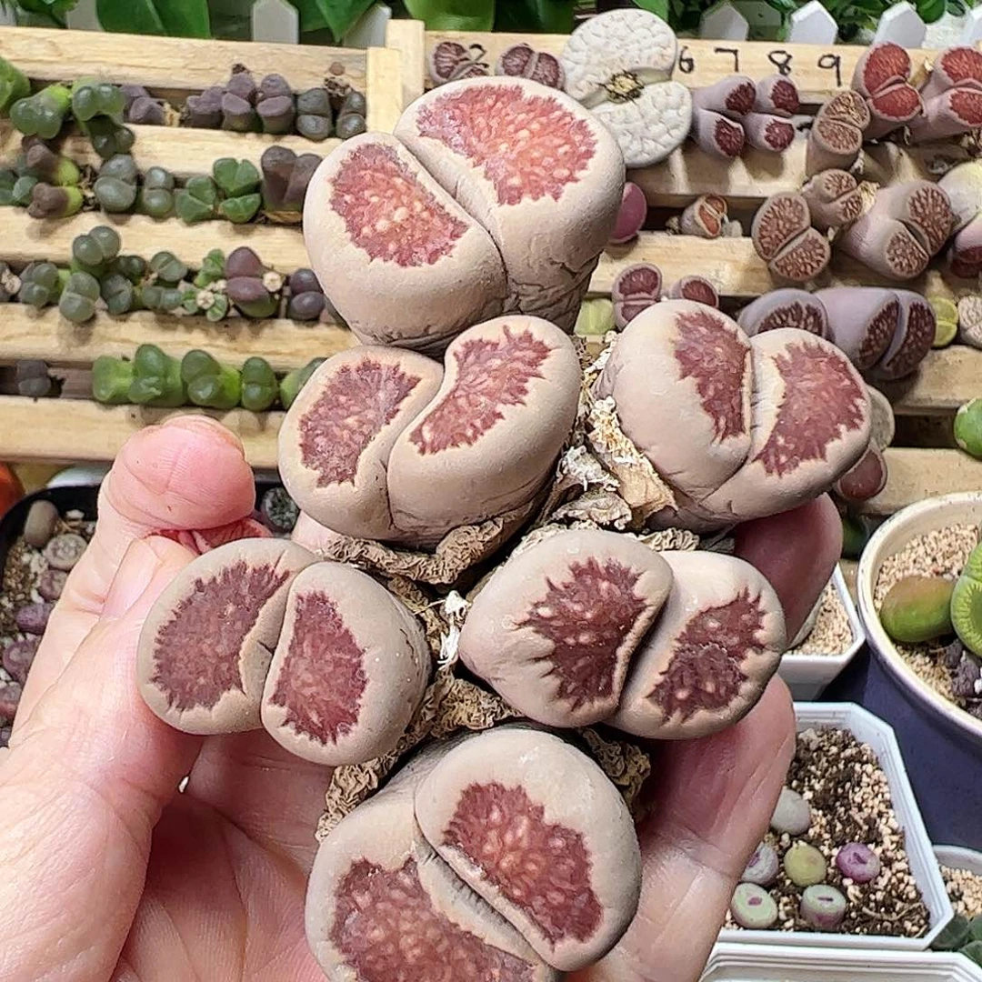 无花朵红窗菊一颗包邮……………………