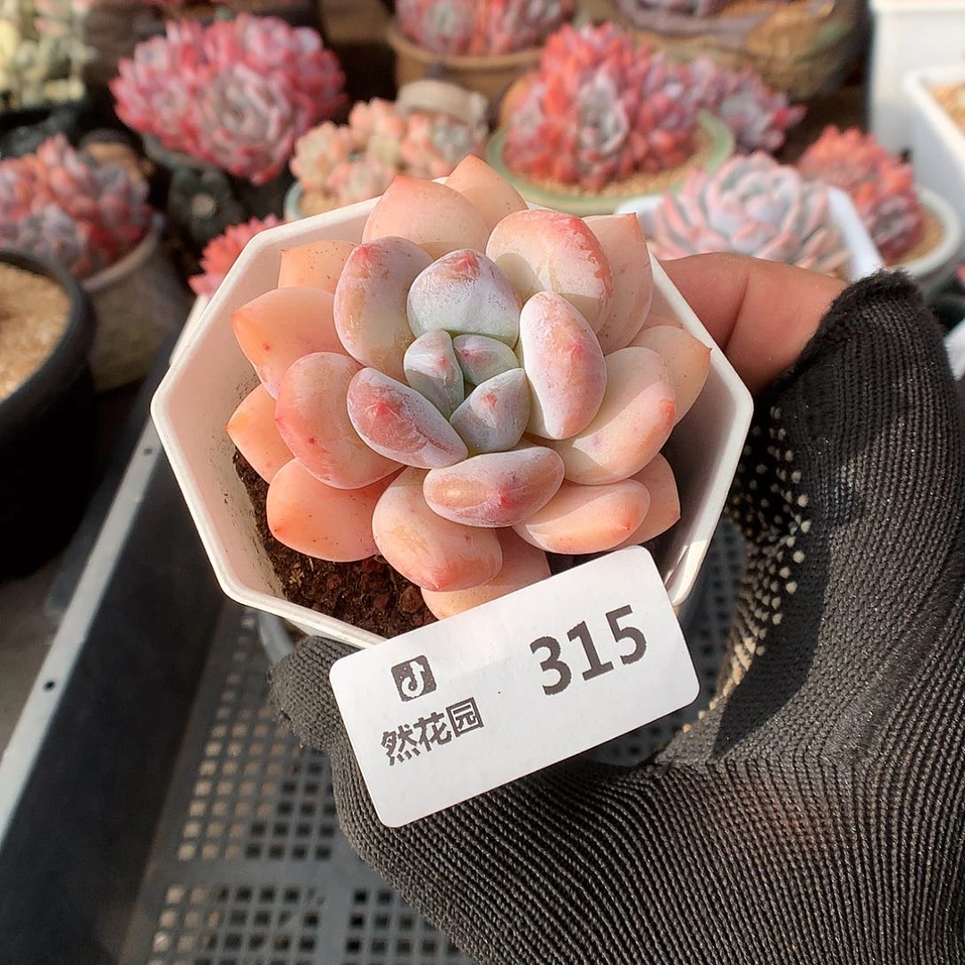 315香橙多肉植物6666