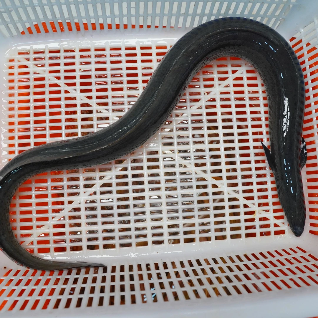 乌耳鳗 新鲜海鲜 顺丰包邮