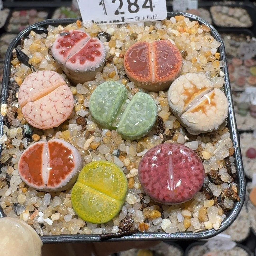 z小黄车里捡漏啦1284