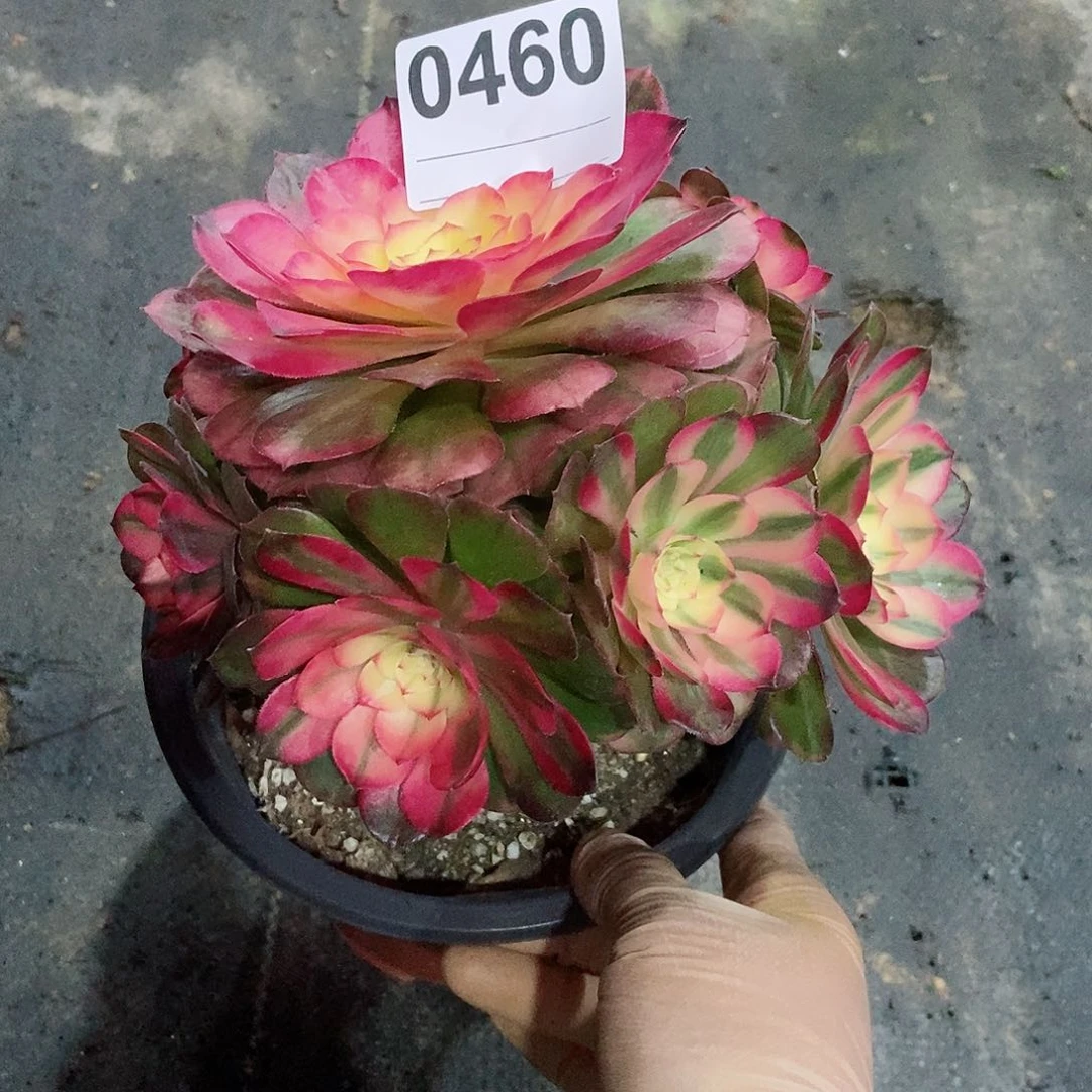 红陶0460荔枝3冠服15.6