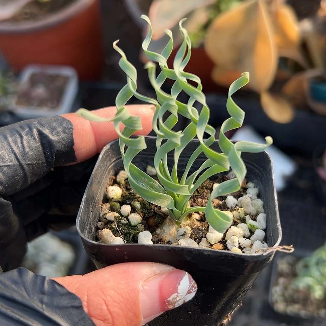 多肉植物宽叶贵妃弹