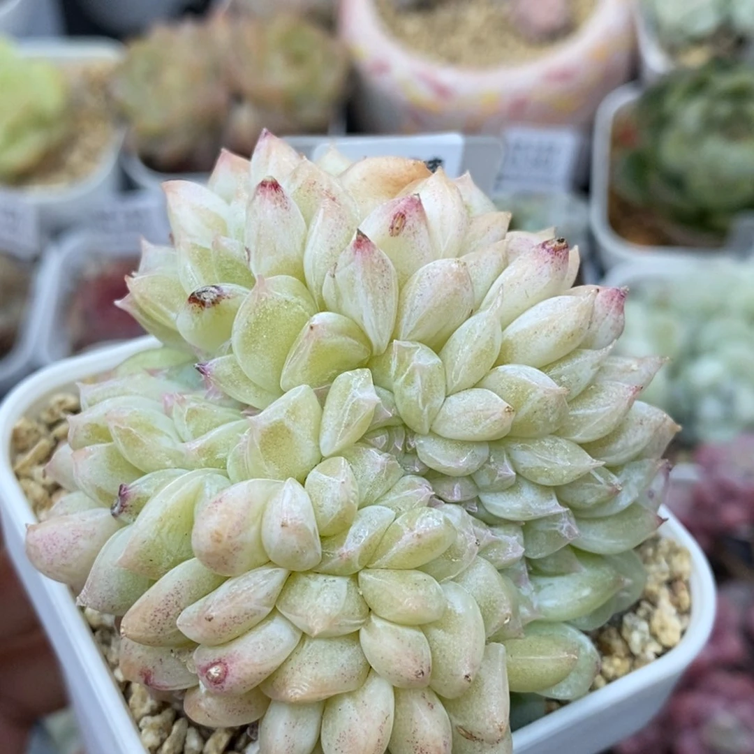 283东篱下多肉植物盆栽