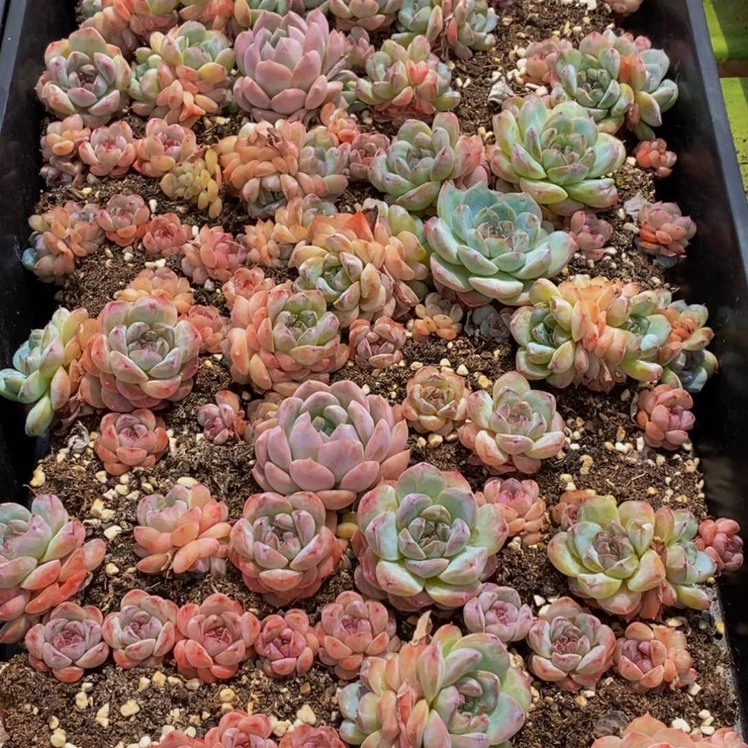 730多肉植物保护研究所所长