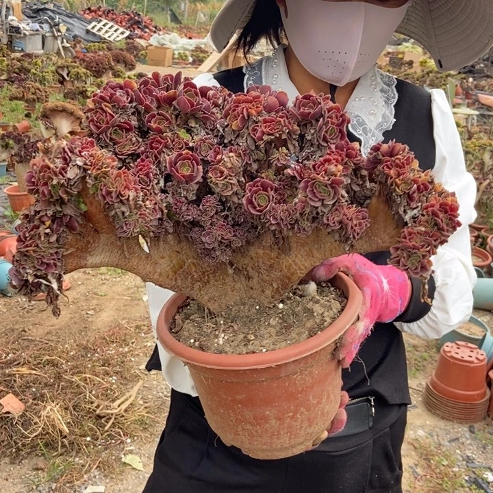 赤***间479欧紫缀化老桩老桩