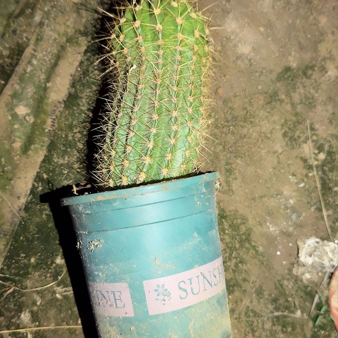 闭月根弯高13公分毛花柱