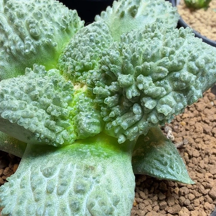 爆炸超级哥斯拉 蓝白