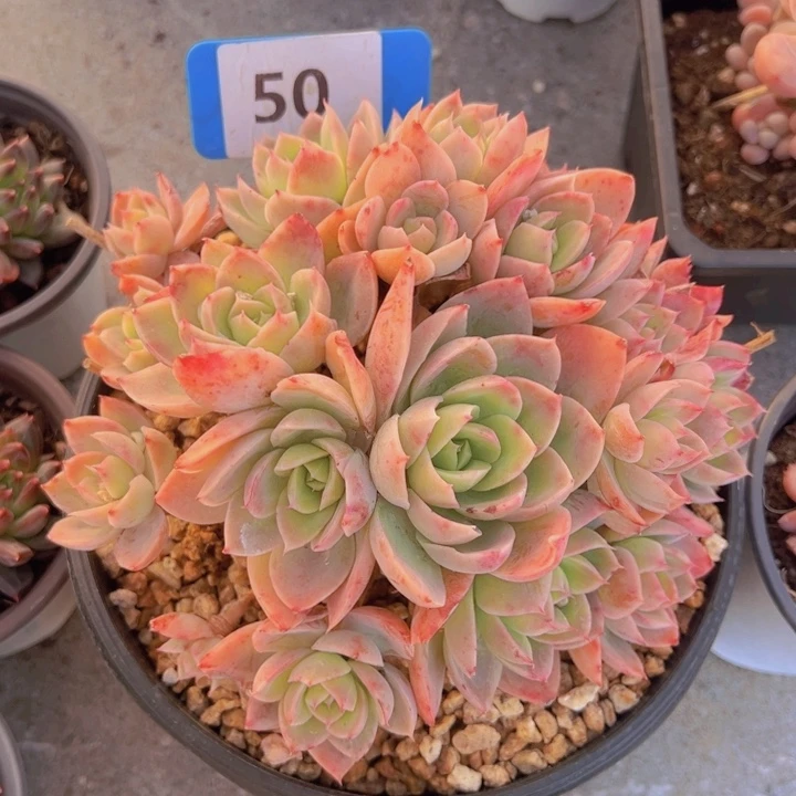 健健康康平平安安