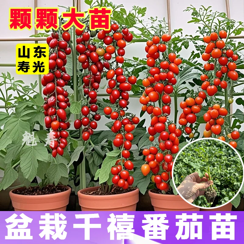 山东寿光各种番茄苗秧大全西红柿圣女果红黄黑千禧大粉矮生盆栽籽