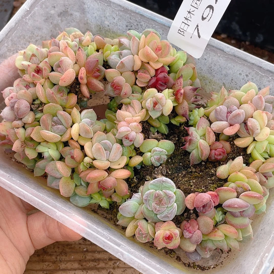多肉植物多肉植物794