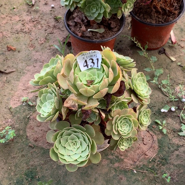 431沙拉碗手捧外000