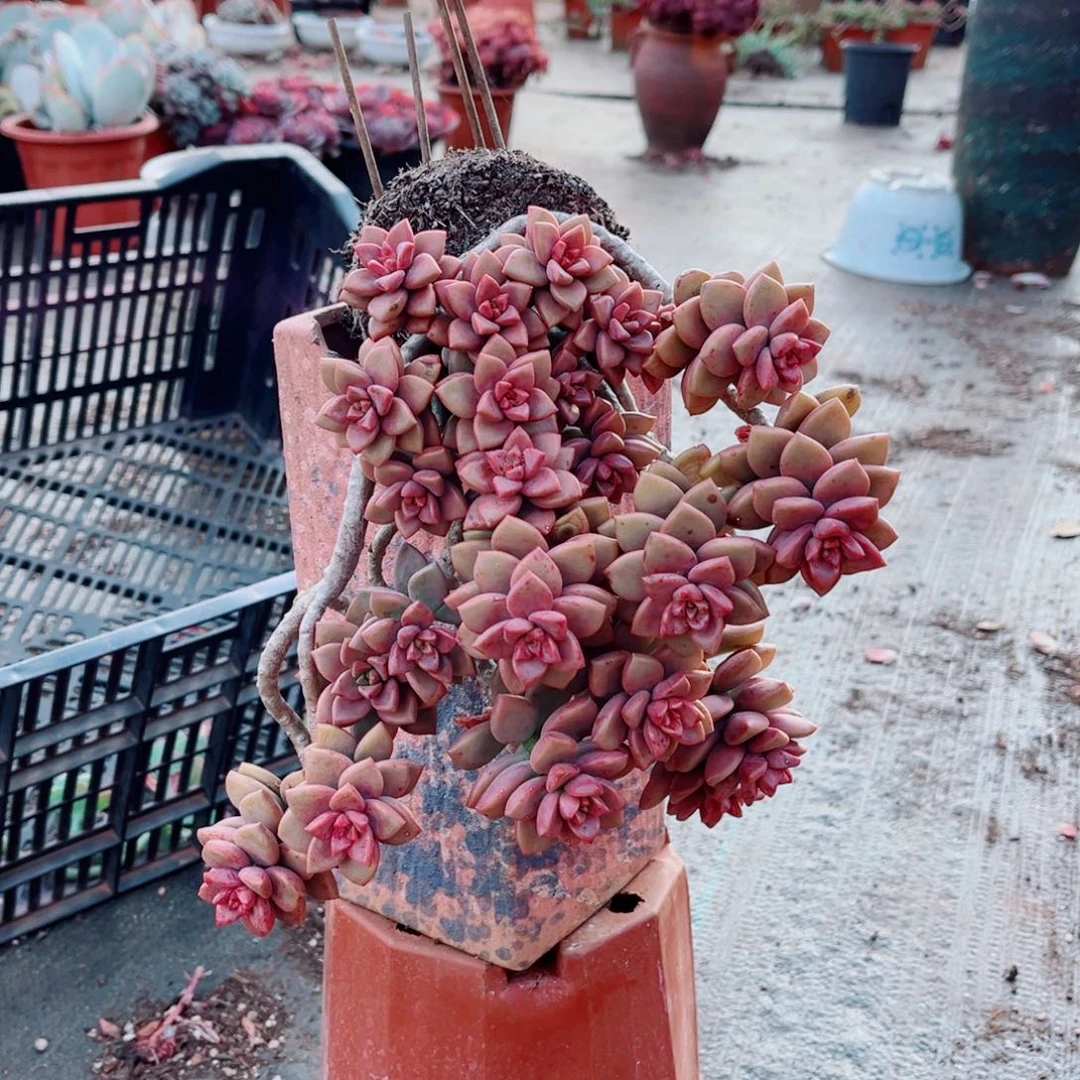鸡笼月一颗发货的