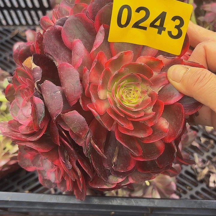 多肉植物福利243
