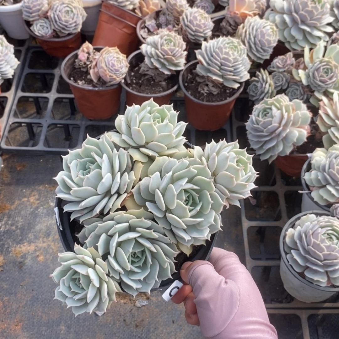 6353露娜莲一物一拍