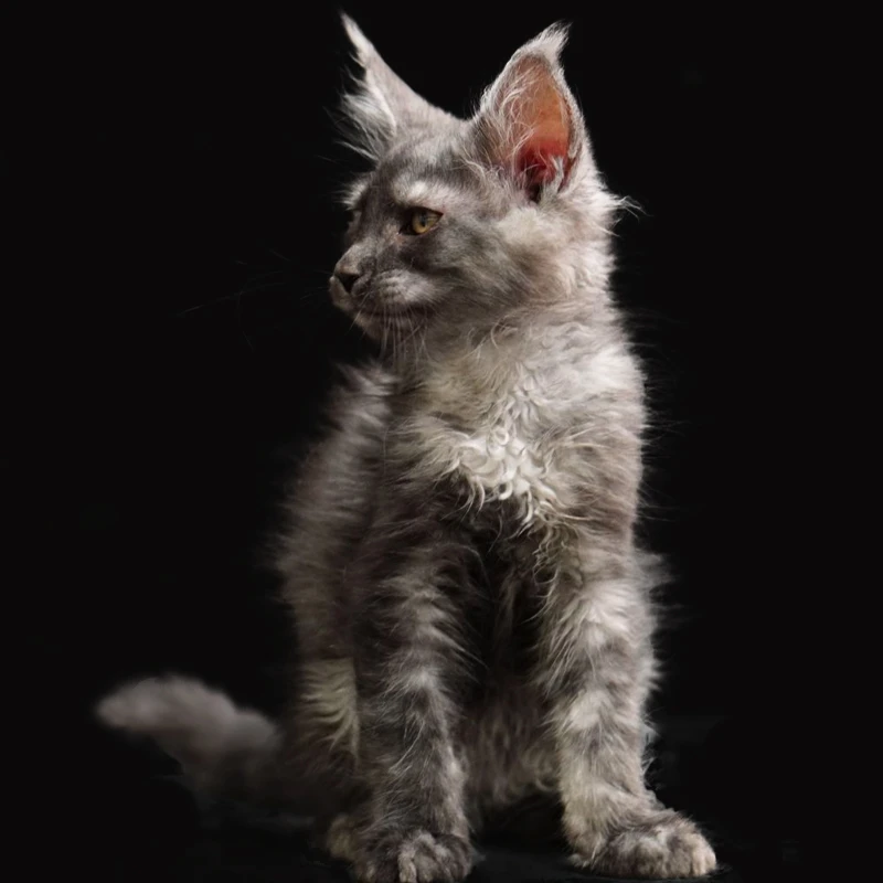 石榴猫舍 烟灰色缅因弟弟活体家养宠物猫咪