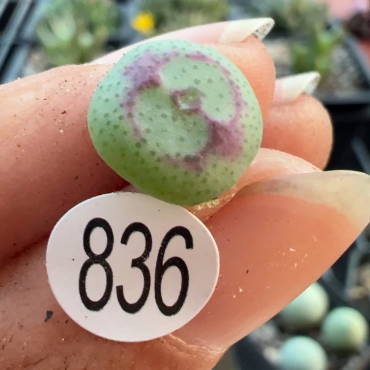 836号？11111111111