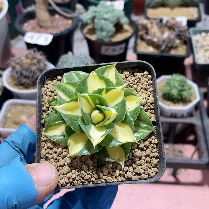 804黄中斑龙舌兰，