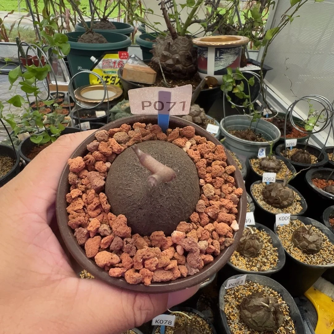 多肉植物专拍 一物一拍 南非龟甲龙071