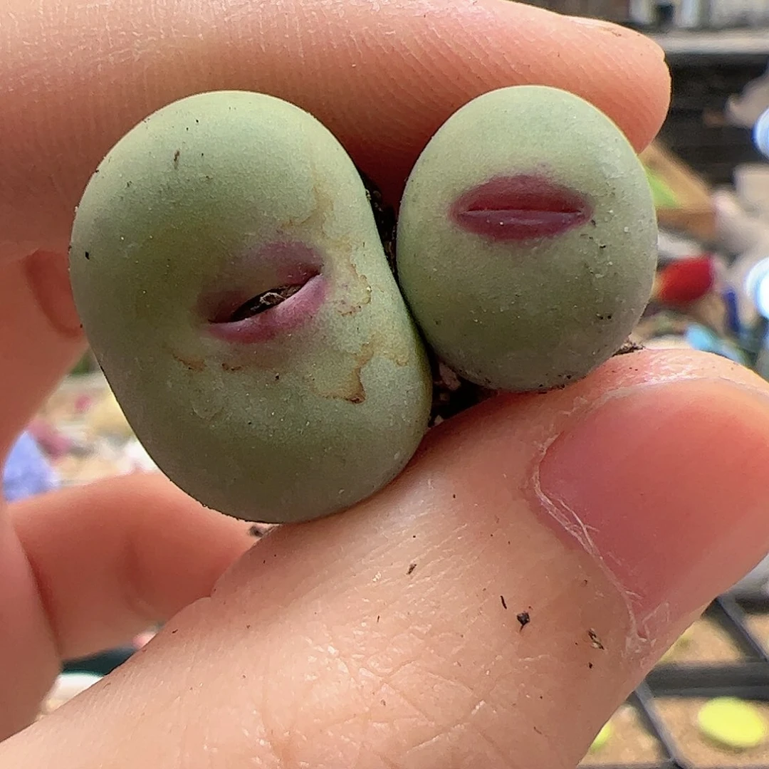 【闪购商品】17 开播福利