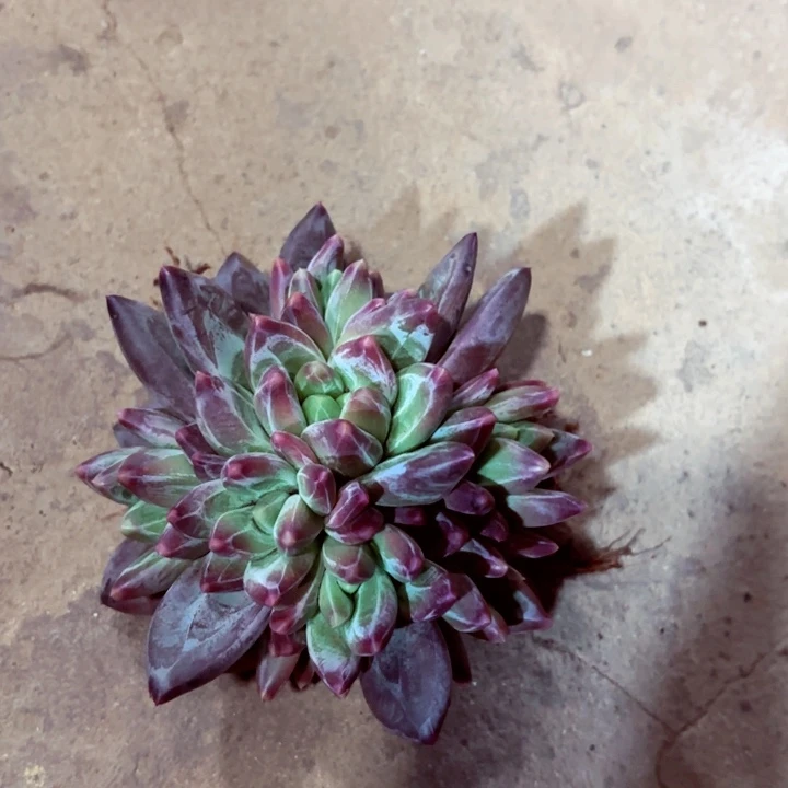 营光珍妮美人一棵