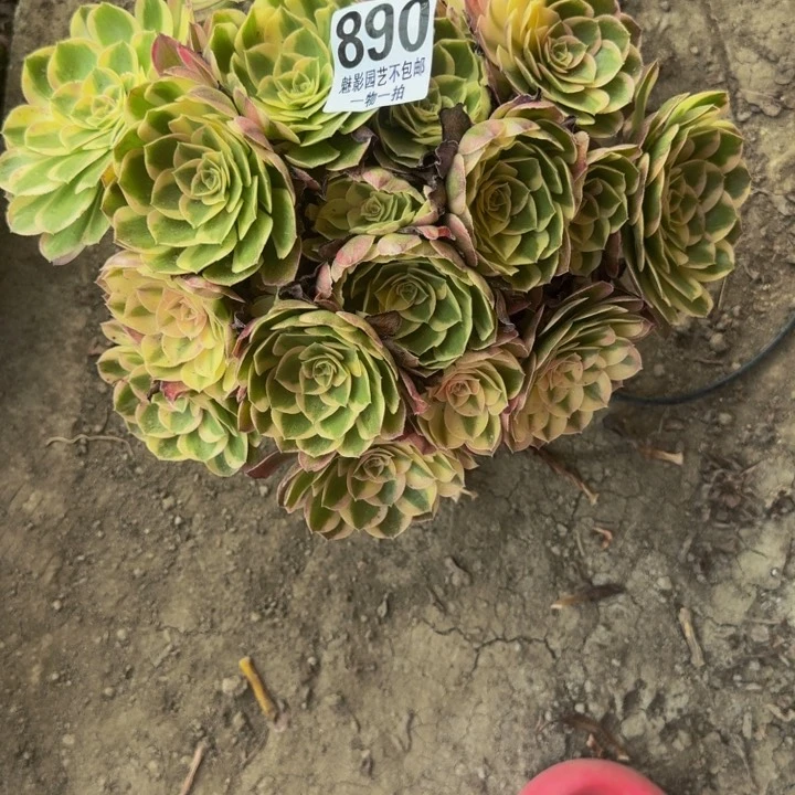 玉芙蓉花花27+35花花