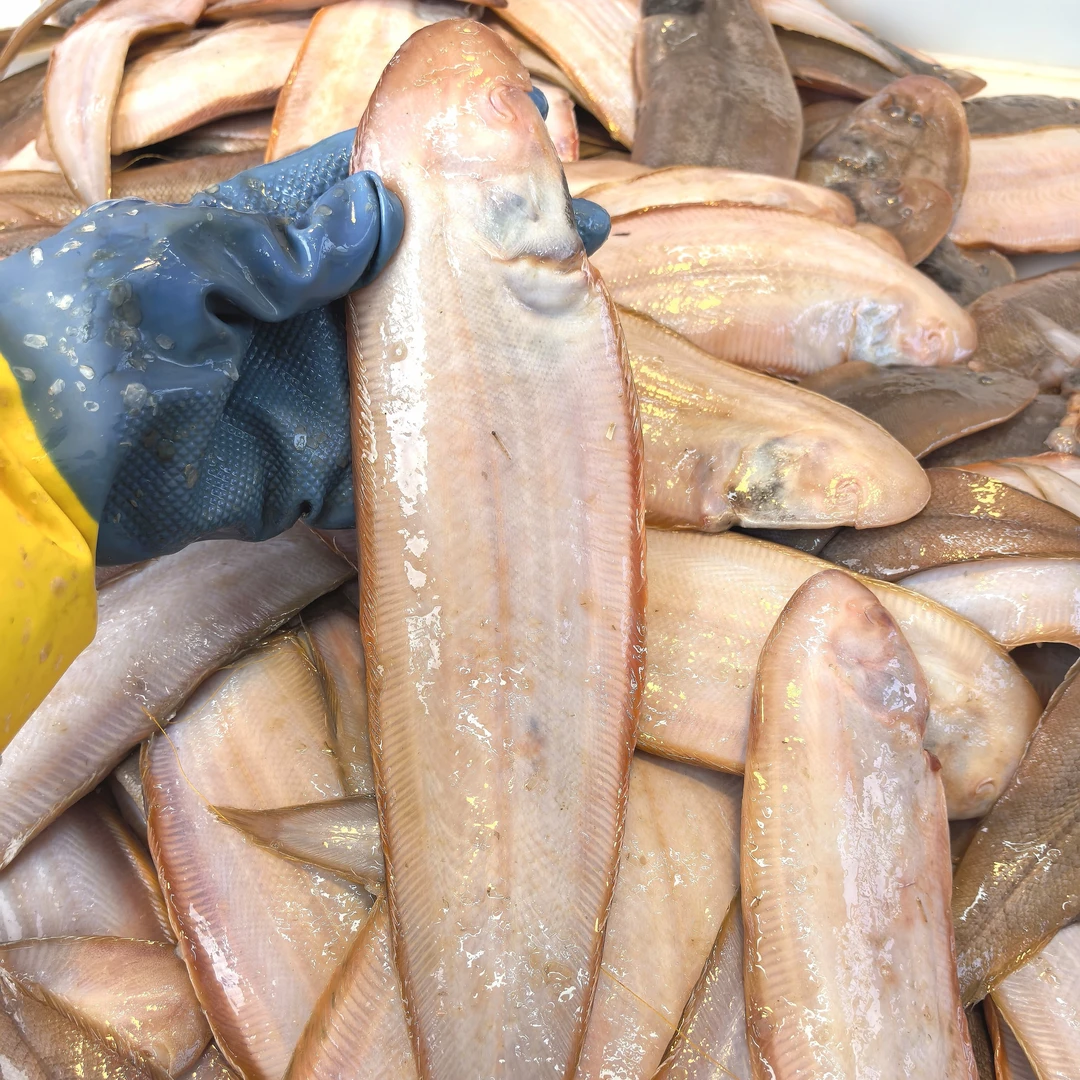 5斤（一斤3条左右）海捕龙利鱼舌头鱼踏板鱼塌目鱼青岛新鲜发货