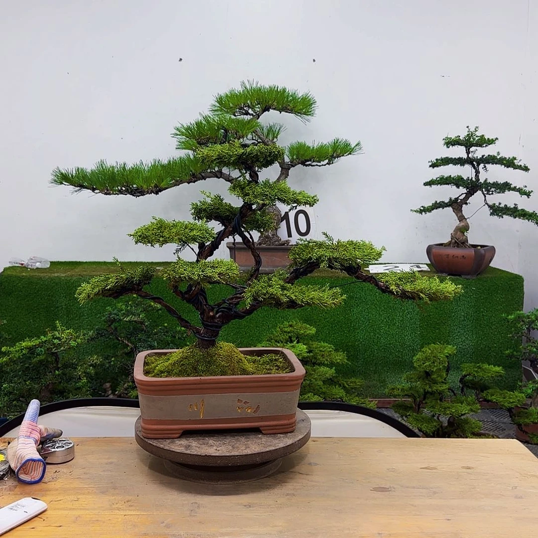 盆景盆景盆景盆景