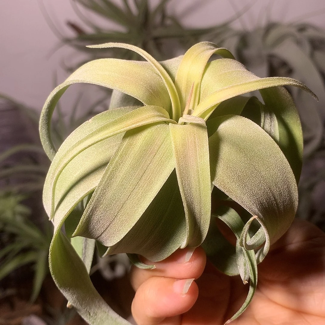 ****1电卷侧芽21号 空气凤梨