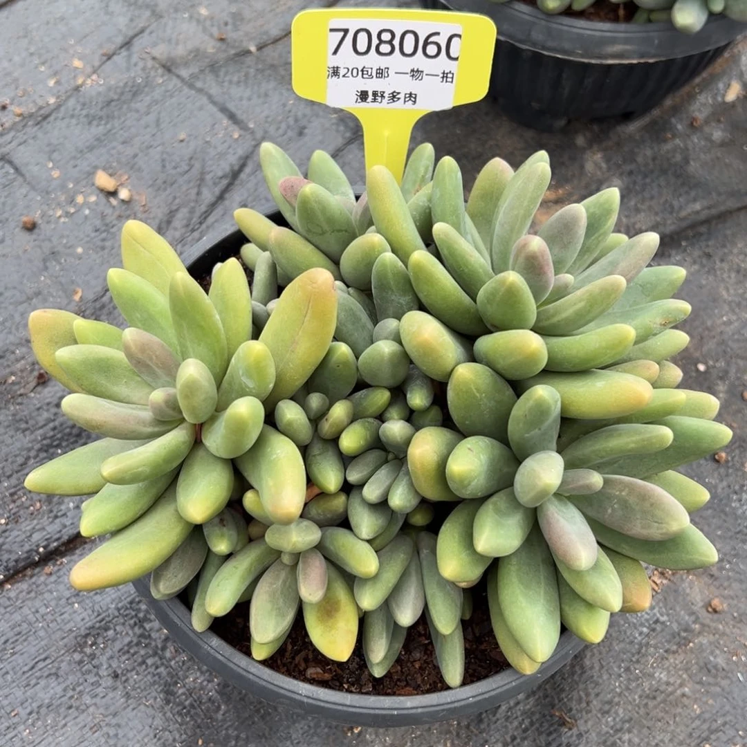 708060 糖果美人群生无砍多头