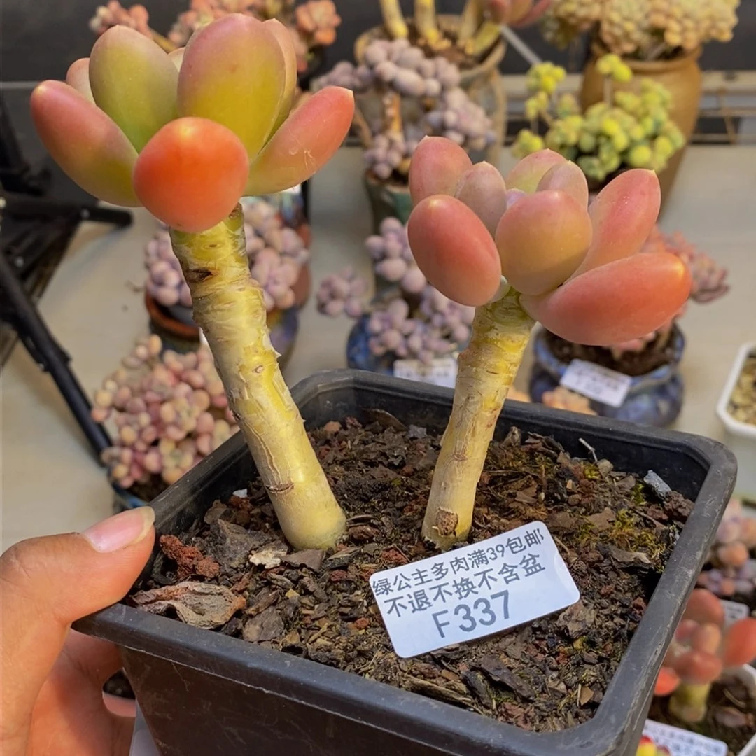 337金蟾多肉整14c