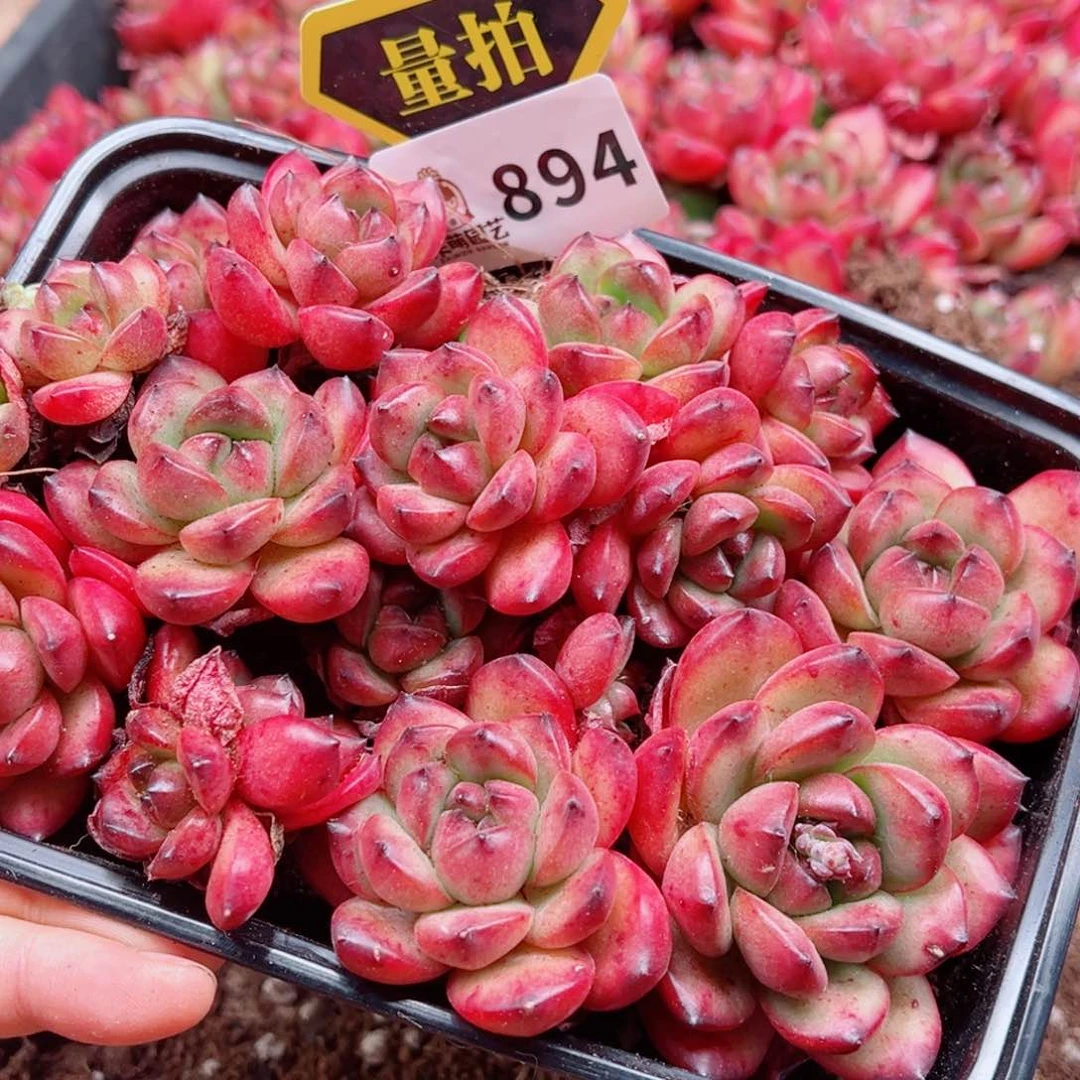 多肉植物多肉植物