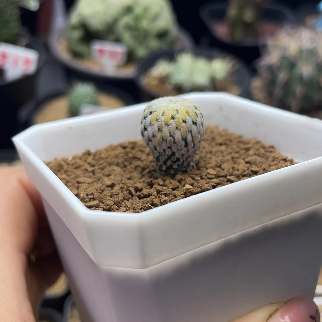 实生精巧殿锦仙人球