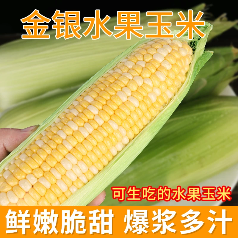 D云南新鲜高山水果甜玉米甜脆多汁可生吃蒸煮榨汁皆美味