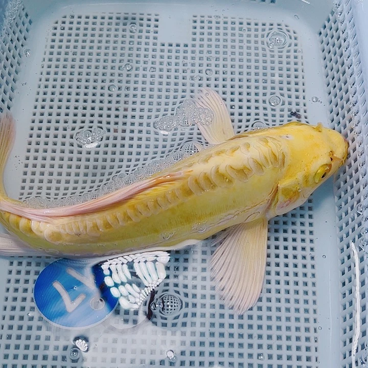 海水鱼锦鲤观赏鱼17