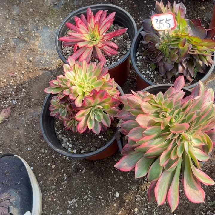 多肉植物355不售后