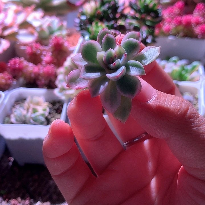 不知名小福利有根