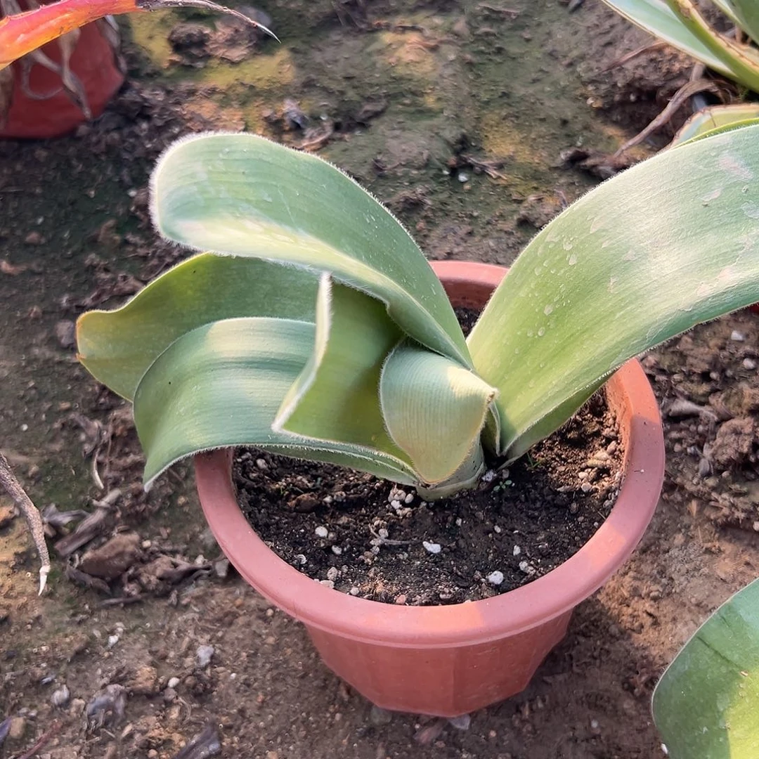 多肉植物睫毛刷双头